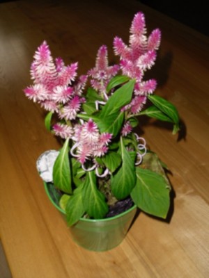 DSCI0225.JPG