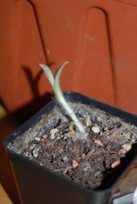 Tradescantia 077yy.jpg