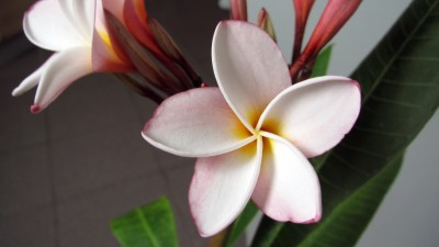 IMG_1782kl.jpg