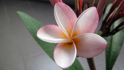 IMG_1781 kl.jpg