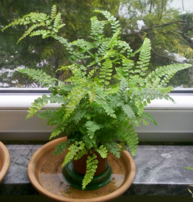 Adiantum Hispidulum.jpg