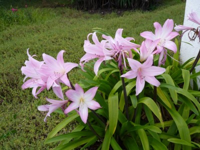 belladonna1.jpg