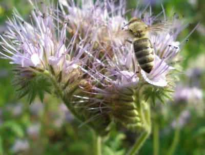 bienchen.jpg