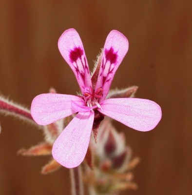 Pelargonium reniforme 1999-59 (1).jpg