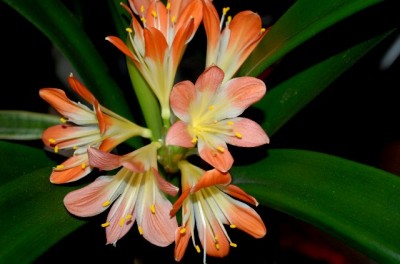 Clivia2012 007yy.jpg