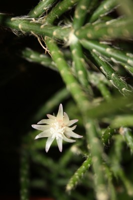 Pilocarpa Blüte1 03.12.12.jpg