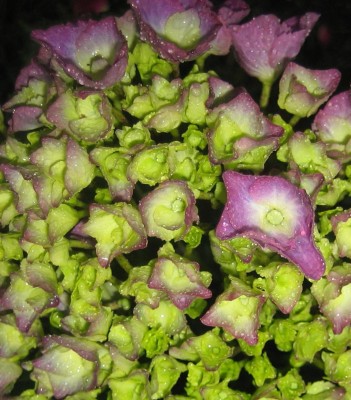 Regentropfen-Bilder 0.jpg