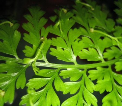 Farnblatt mit Kindl.jpg