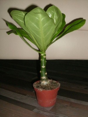 Wichtelpflanze Hawaii Palme.jpg