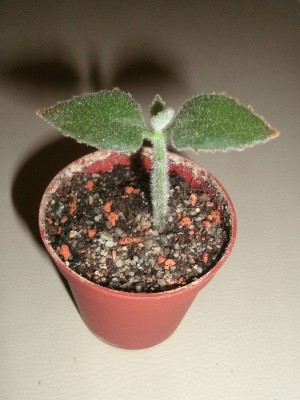 Unbekannte Wichtelpflanze.jpg