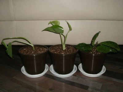 Wichtelstecklinge Hoya und Efeutute eingepflanzt.jpg