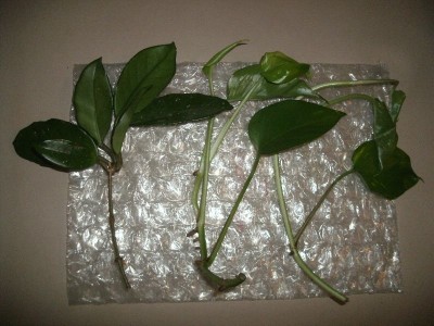 Wichtelstecklinge Hoya und Efeutute.jpg