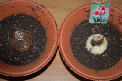 Amaryllis2012 011yy.jpg