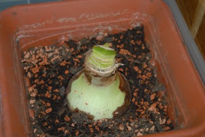 Amaryllis2012 010yy.jpg