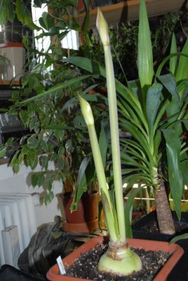 Amaryllis2012 007yy.jpg