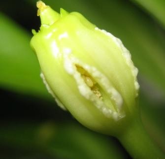 green10 231.jpg