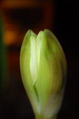 Amaryllis2012 012yy.jpg