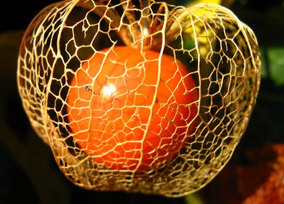 physalis mit gitter.jpg