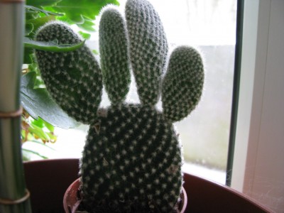 Opuntia microdasys.jpg