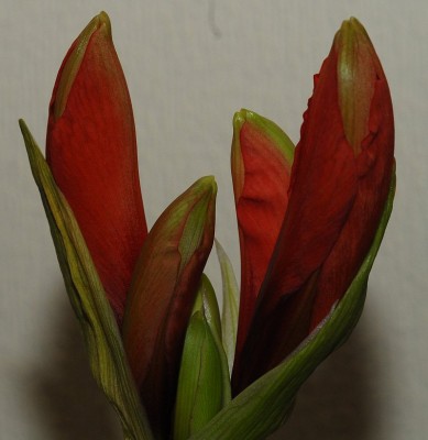 dsc_9493_H_kirschrot.jpg
