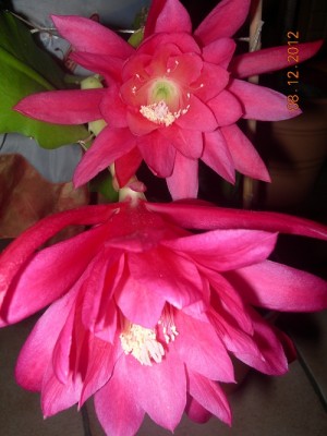 Epiphyllum.jpg