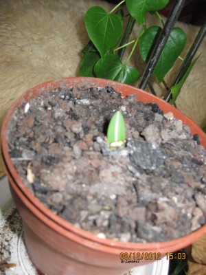 2012_0401.jpg