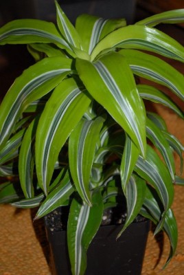 Dracaena 006yy.jpg