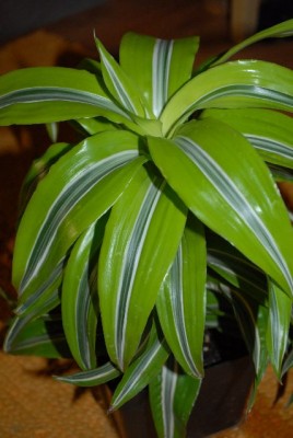 Dracaena 005yy.jpg