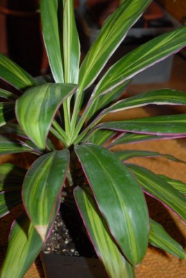 Dracaena 004yy.jpg