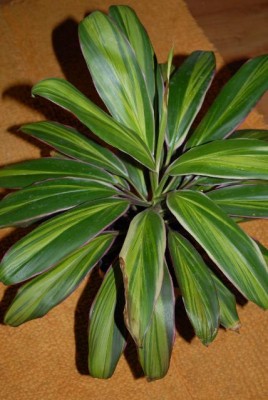Dracaena 003yy.jpg