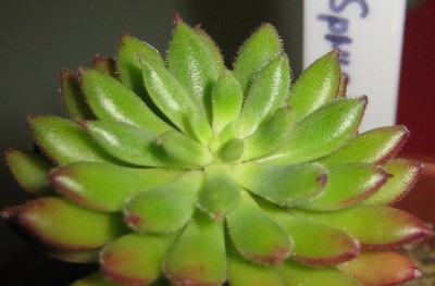 Sukkulenten 257.jpg