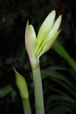 Amaryllis2012 014yy.jpg