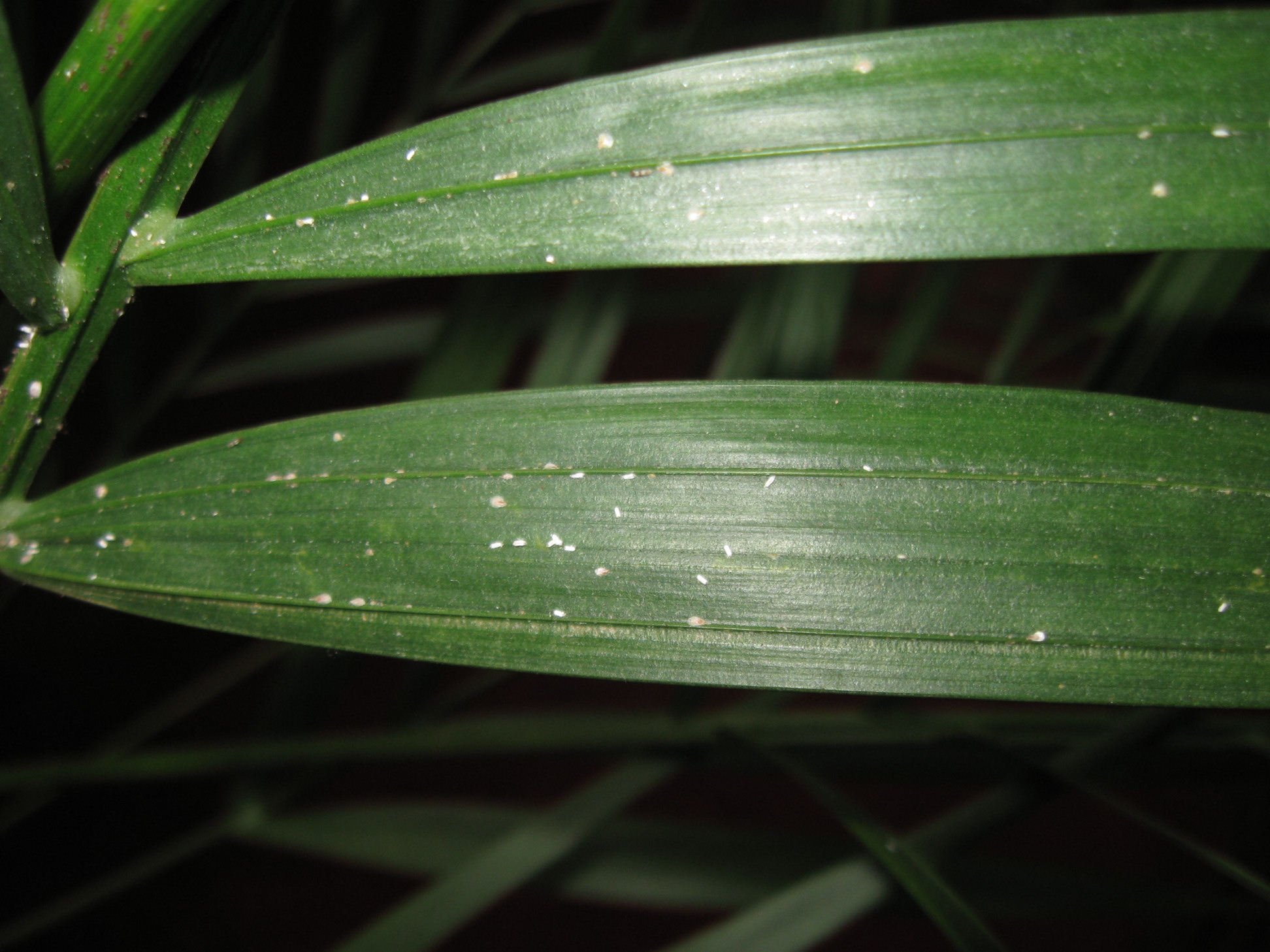 weiße Krümel auf Palme · Pflanzenkrankheiten & Schädlinge · GREEN24 Pflanzen  & Garten Forum