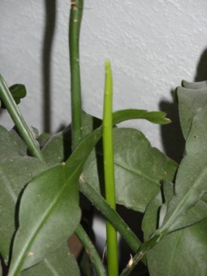 Photo4.jpg