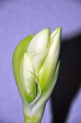 Amaryllis_0006_8.12.12 klein.jpg