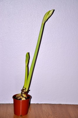 Amaryllis_0004_8.12.12 klein.jpg