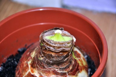 amaryllis_0014_81212_klein_159.jpg