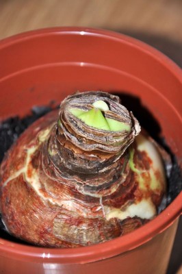 amaryllis_0011_81212_klein_140.jpg