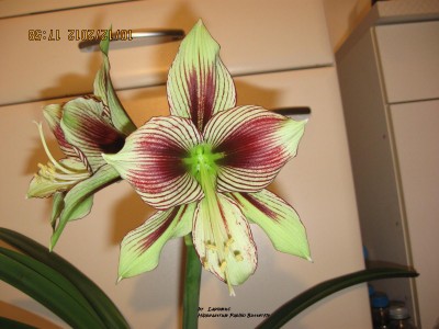 Hippeastrum Papilio Butterfly.JPG