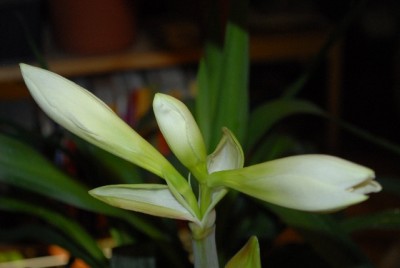 Amaryllis2012 015yy.jpg