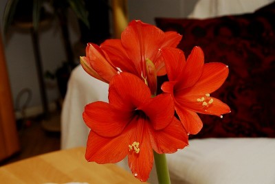 dsc_9503_Hippeastrum_rot.jpg