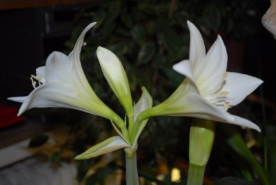 Amaryllis2012 019yy.jpg