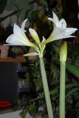 Amaryllis2012 018yy.jpg