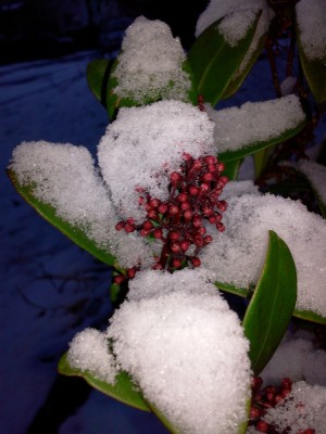 Skimmia Japonica.jpg
