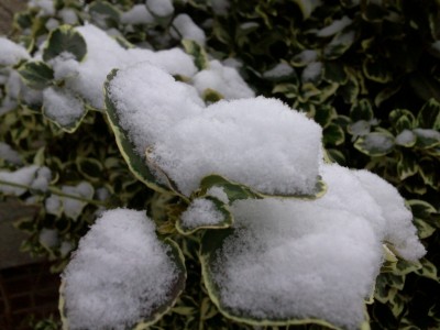 Euonymus.jpg