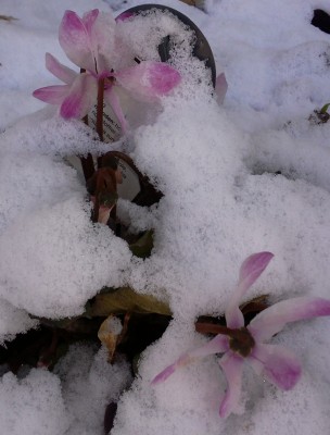 Cyclamen.jpg