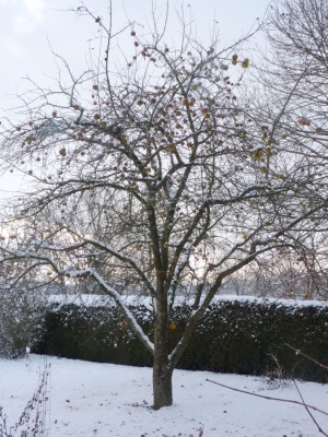 apfelbaum.jpg