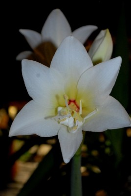 Amaryllis2012 026yy.jpg