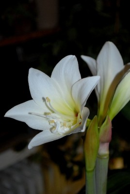 Amaryllis2012 025yy.jpg