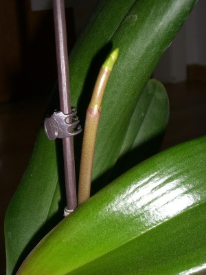 CIMG6401.JPG